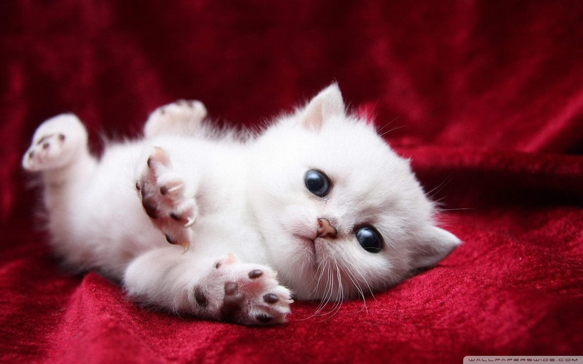 战术大师：联盟顶尖教练的用人之道分析，战术大师最强训练家笔趣阁