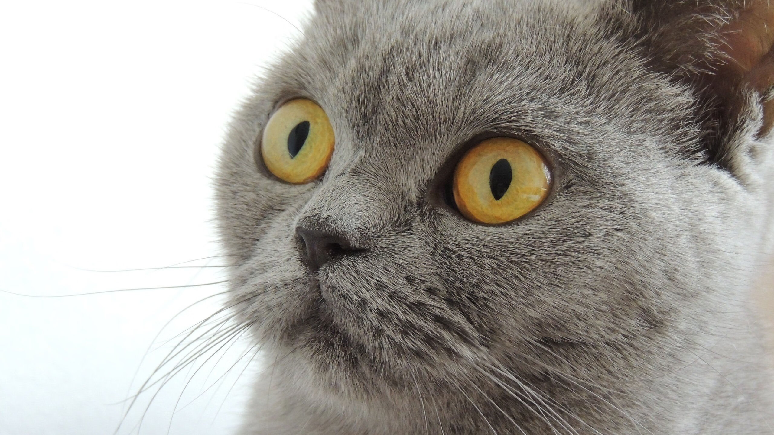 大学生运动会:年轻的竞技激情,大学里运动会